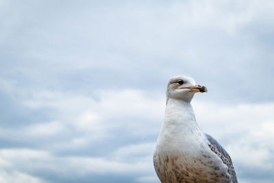 Low angle view of seagull against sky