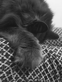 Close-up of dog