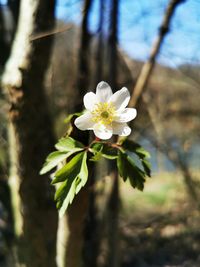 Close-up of white flowering plant