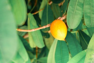 Close-up of orange fruit on tree