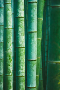 Detail shot of bamboo plant