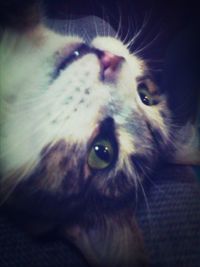 Close-up portrait of a cat