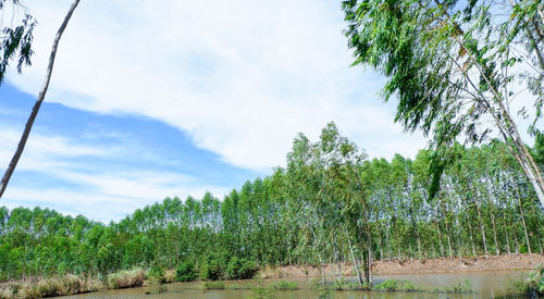 Trees on field against sky