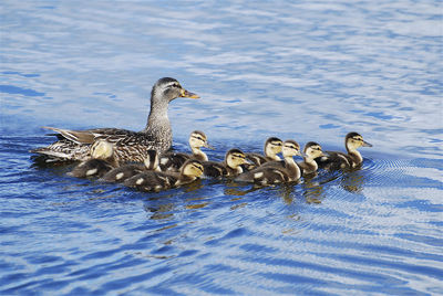 animal wildlife