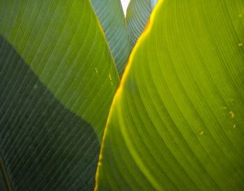 Full frame shot of green leaf