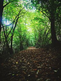 Trees growing in forest during autumn