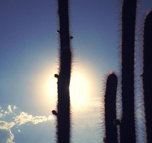 Low angle view of cactus against clear sky during sunset