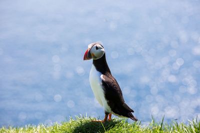 Close-up of bird perching on grass