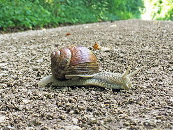 Close-up of snail on land