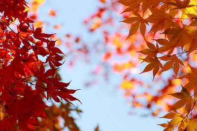 Low angle view of maple leaves on tree during autumn