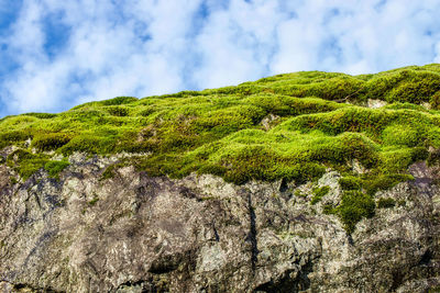 Moss growing on rock against sky
