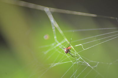 Close-up of spider on web