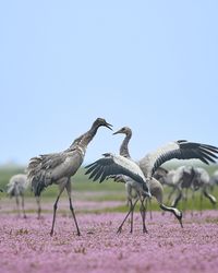 Birds in park against clear sky