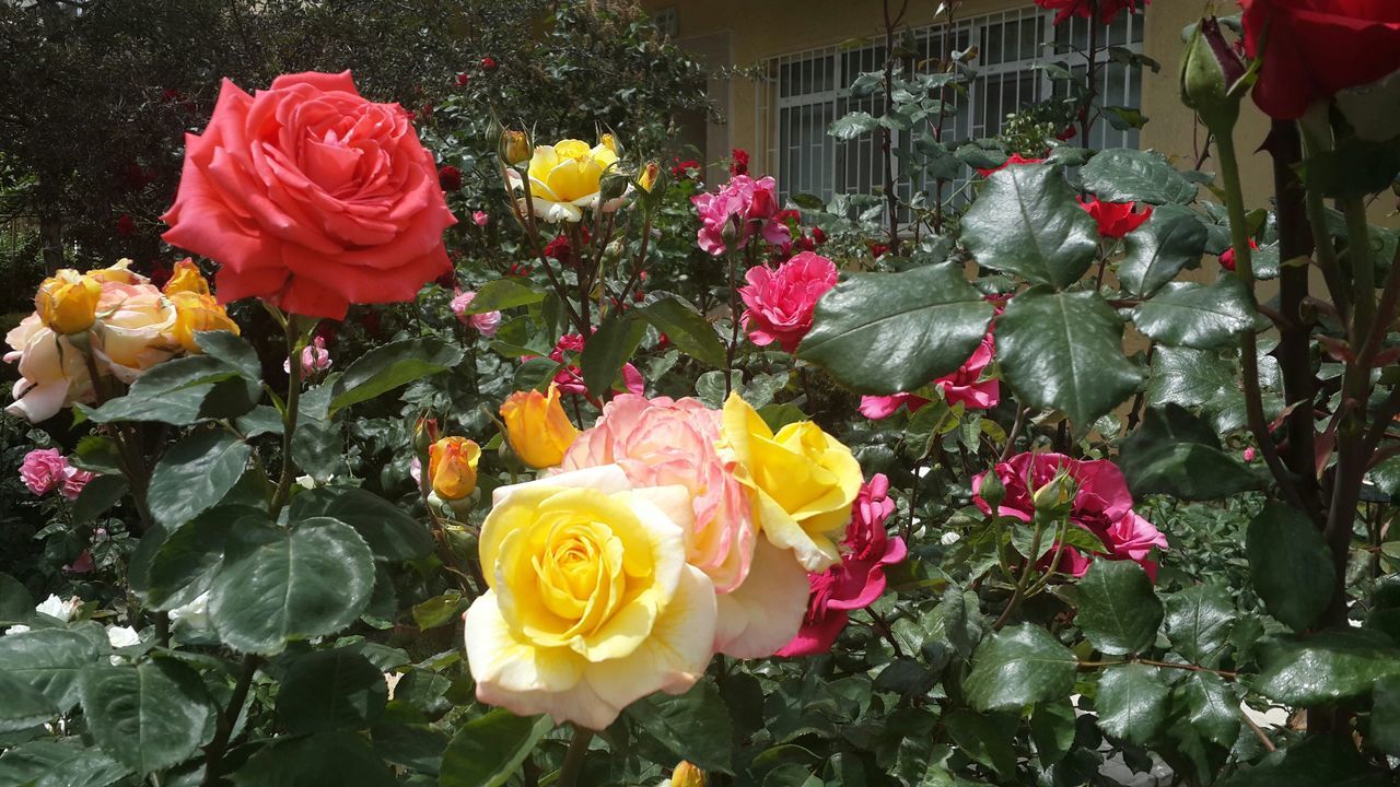 flower, petal, flower head, freshness, fragility, rose - flower, beauty in nature, blooming, growth, nature, yellow, plant, high angle view, in bloom, rose, close-up, tulip, outdoors, no people, day