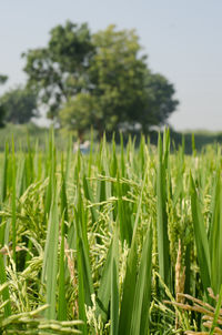 Grass growing on grassy field