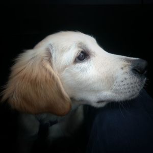 Close-up of dog looking away