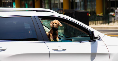 Portrait of dog in car