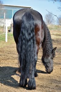 Full length of horse standing on dirt road