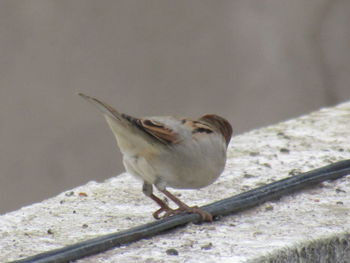 Close-up of bird perching on wood