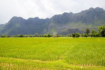 Scenic view of field against mountains