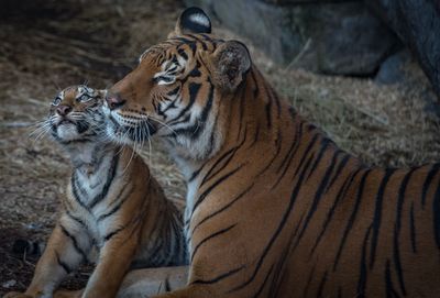 Close-up of tigers