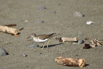 High angle view of birds on beach