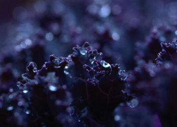 Close-up of raindrops on purple flowering plant