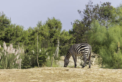 Zebra eating grass in a zoologic park