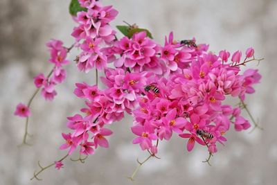 Close-up of pink cherry blossom