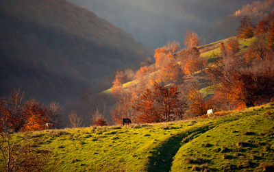 Trees on field against sky during autumn