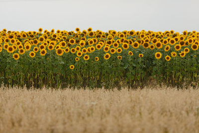 Sunflowers growing on field against clear sky