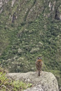 Close-up of owl perching on branch