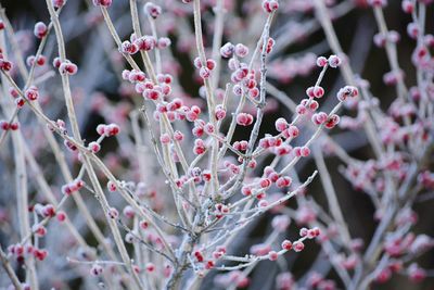 Close-up of fresh flowers blooming on tree