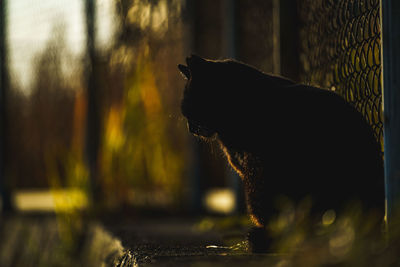 Side view of a cat