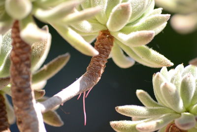 Close-up of honey bee on plant