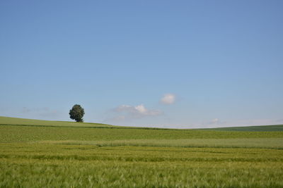 Scenic view of agricultural field against clear sky