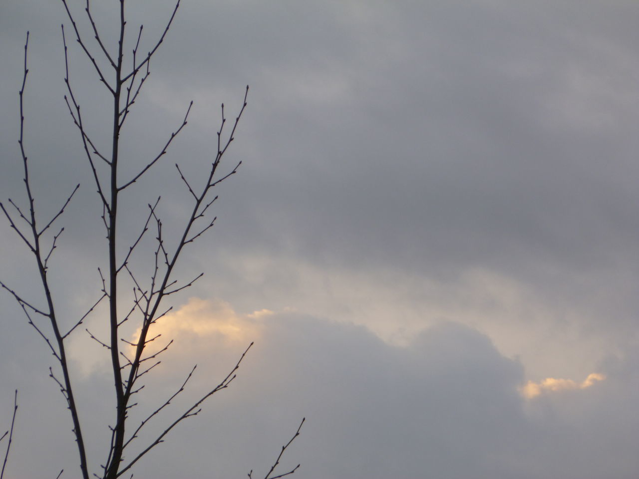 LOW ANGLE VIEW OF BARE TREE AGAINST SKY