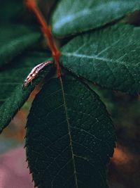 Close-up of leaf