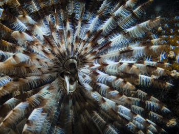 Low angle view of a birds