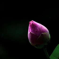 Close-up of pink flower bud against black background