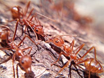 Close-up of insect