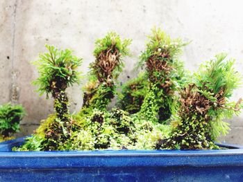 Ivy growing on wall