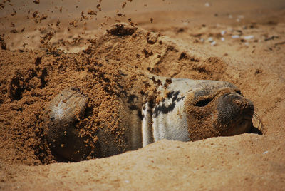 Close-up of crab on sand