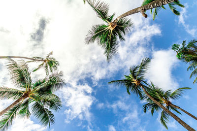 Low angle view of palm trees against sky