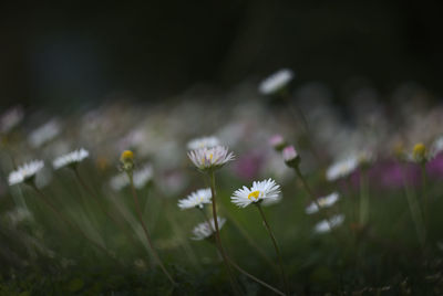 Close-up of white daisy flowers on field