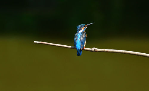 Close-up of bird perching on twig