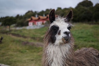 Close-up portrait of a llama on field