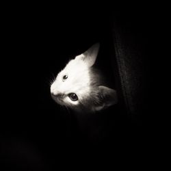 Close-up portrait of black cat against black background