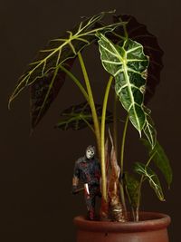 Close-up of potted plant against black background