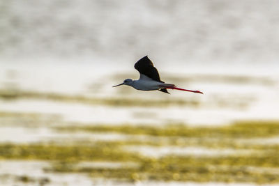 Bird flying over the sea